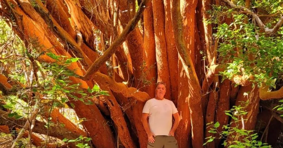 Arrayán gigante en Villa La Angostura, una joya natural 