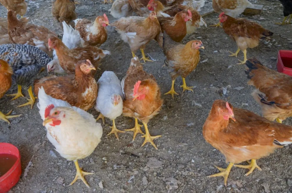 Confirmaron dos nuevos casos positivos de gripe aviar