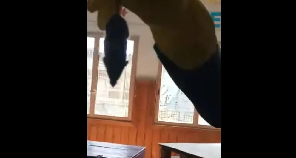 Grave denuncia por roedores en una escuela de Bariloche