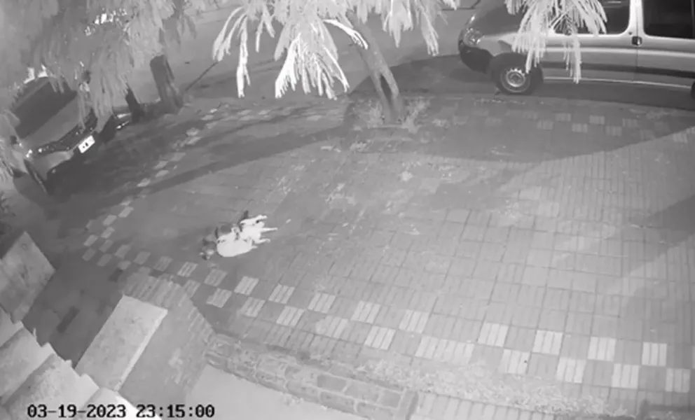 Horror: acusaron a un adolescente de atraer gatos y luego matarlos 