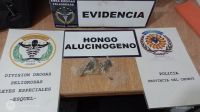 Secuestraron éxtasis, LSD, hongos alucinógenos y marihuana a dos médicos de Neuquén 