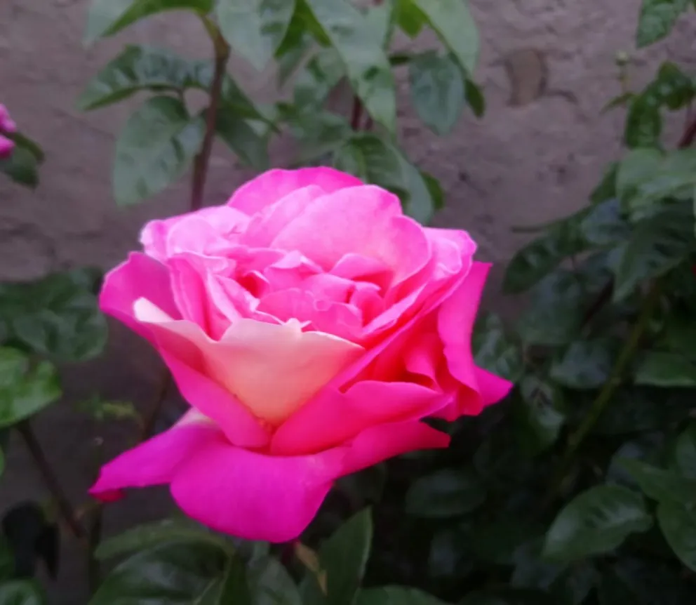 Todavía se puede ser parte de la expo Otoño de la Sociedad de Horticultura Bariloche