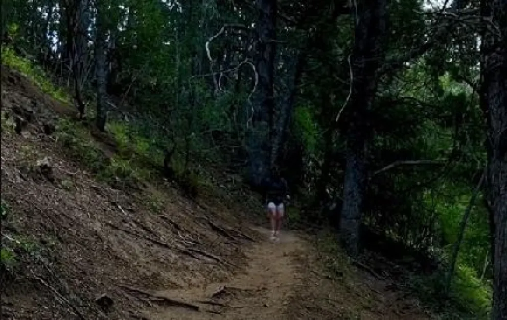 La joven que captó una sombra en el bosque, volvió al lugar para mostrar que no había árboles marcados 