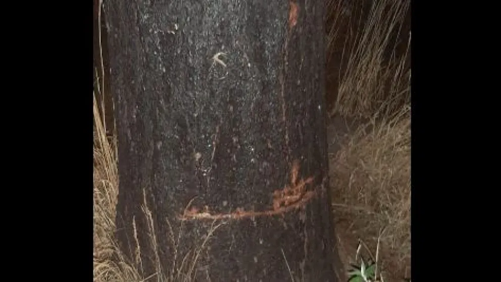 En un nuevo enfrentamiento entre vecinos, intentaron derribar un árbol sobre una vivienda