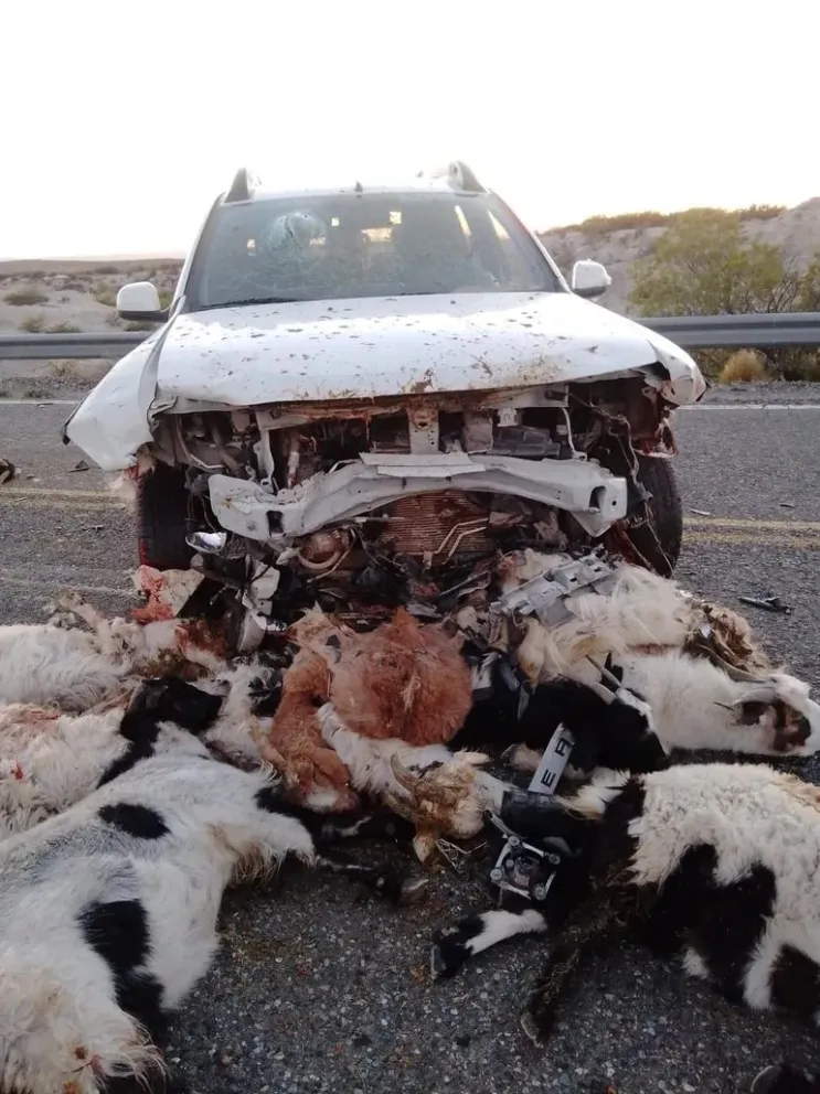 Atropelló y mató a más de cuarenta chivos en el Norte neuquino