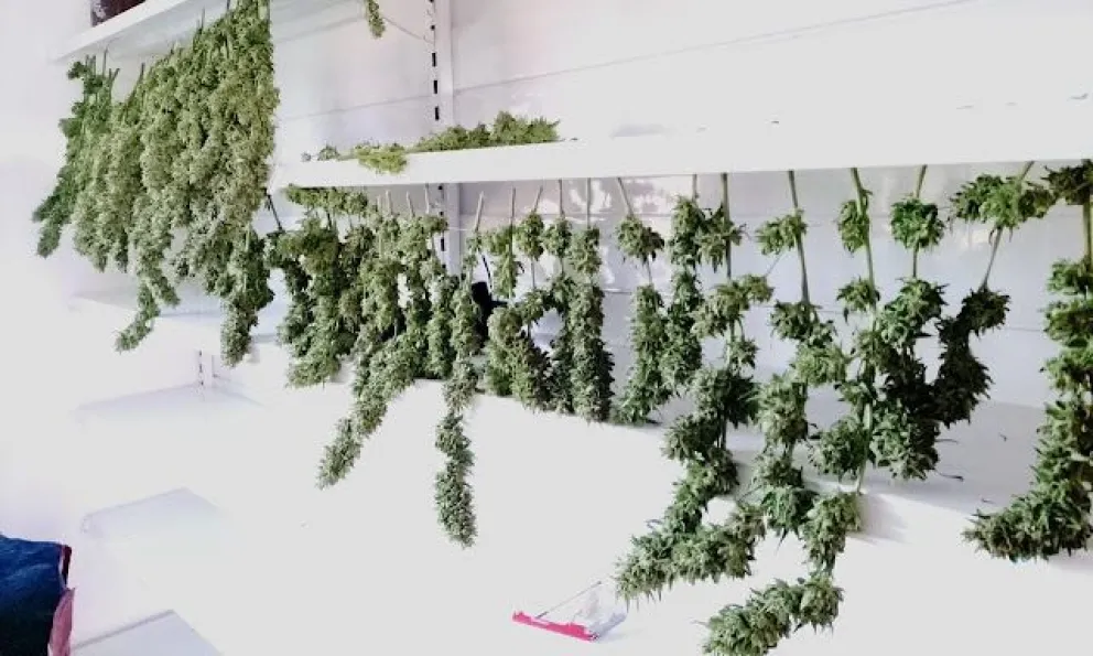 Secuestraron más de 6 kilos de marihuana, un millón de pesos y dólares