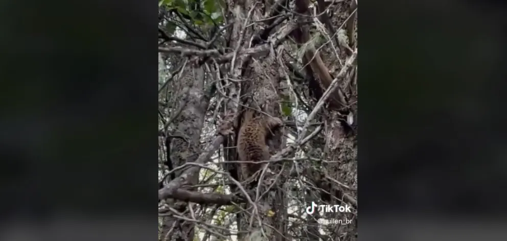 Salió a pasear y vio a uno de los especímenes más difícil de encontrar en Bariloche 