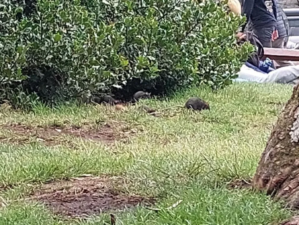 Si bien no es rara la presencia de ratas en la ciudad, el aumento de basura en el centro "llama" a los roedores