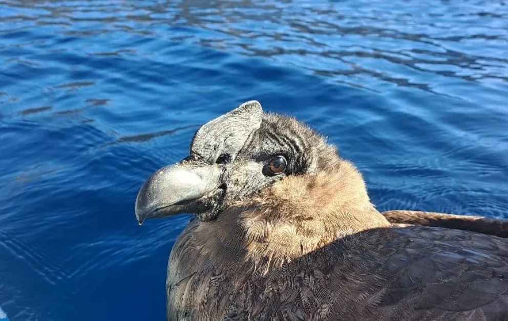 El cóndor rescatado en Traful podría ser liberado en las próximas semanas
