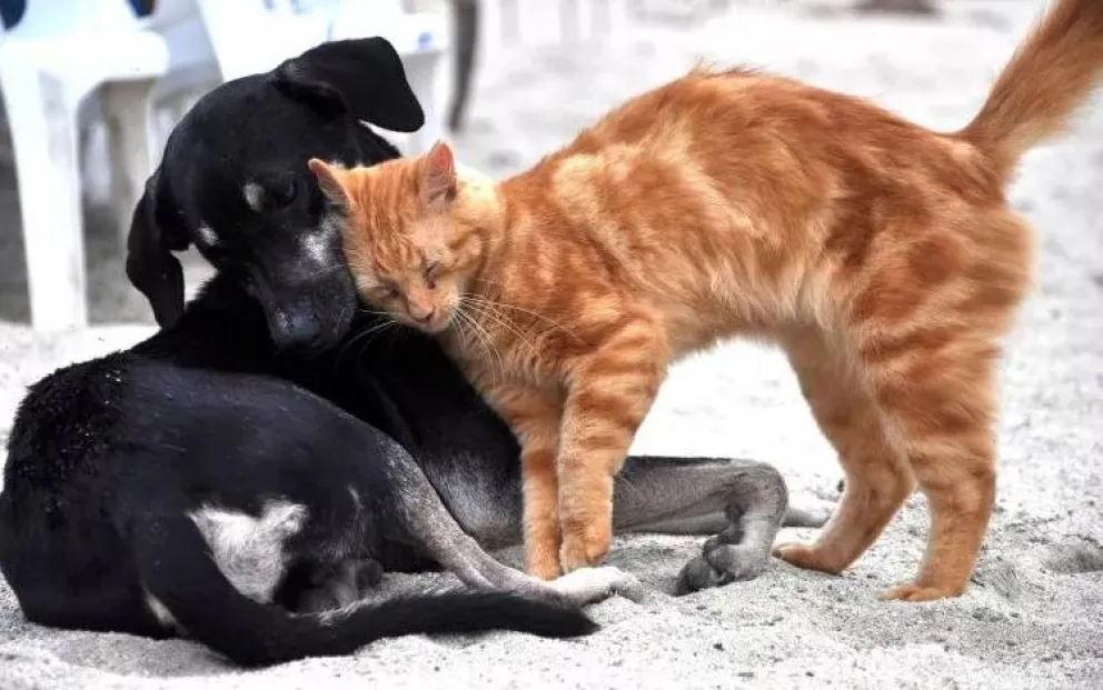 Río Negro: quieren que enseñen derechos de las mascotas en las escuelas