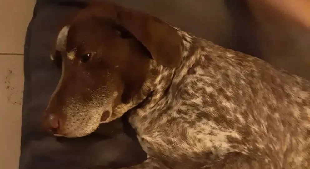 Buscan un nuevo hogar para "Azul", una perra que fue abandonada en los kilómetros 