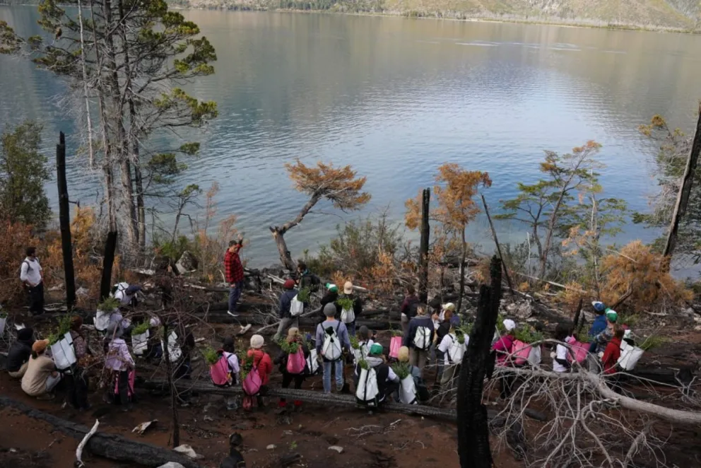 Reforestan las zonas afectadas por los incendios intencionales del verano 