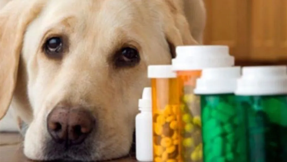 Es oficial: las farmacias podrán vender remedios para mascotas recetados por veterinarios