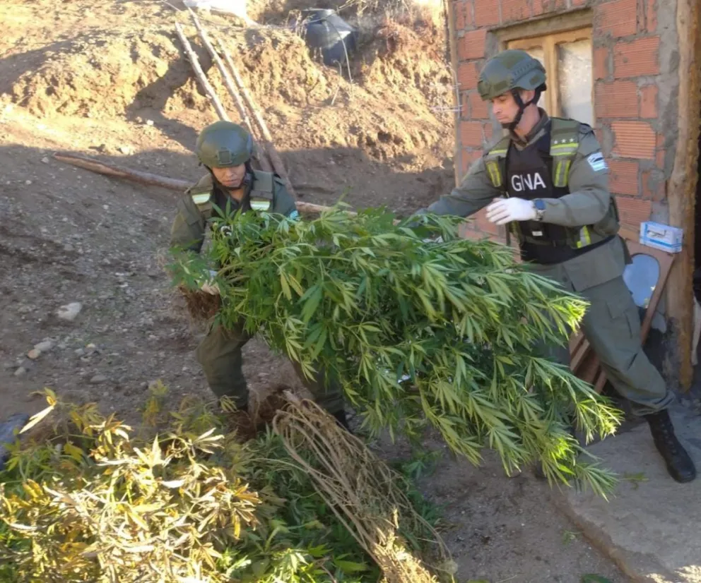 Gendarmería desmanteló un invernadero de marihuana