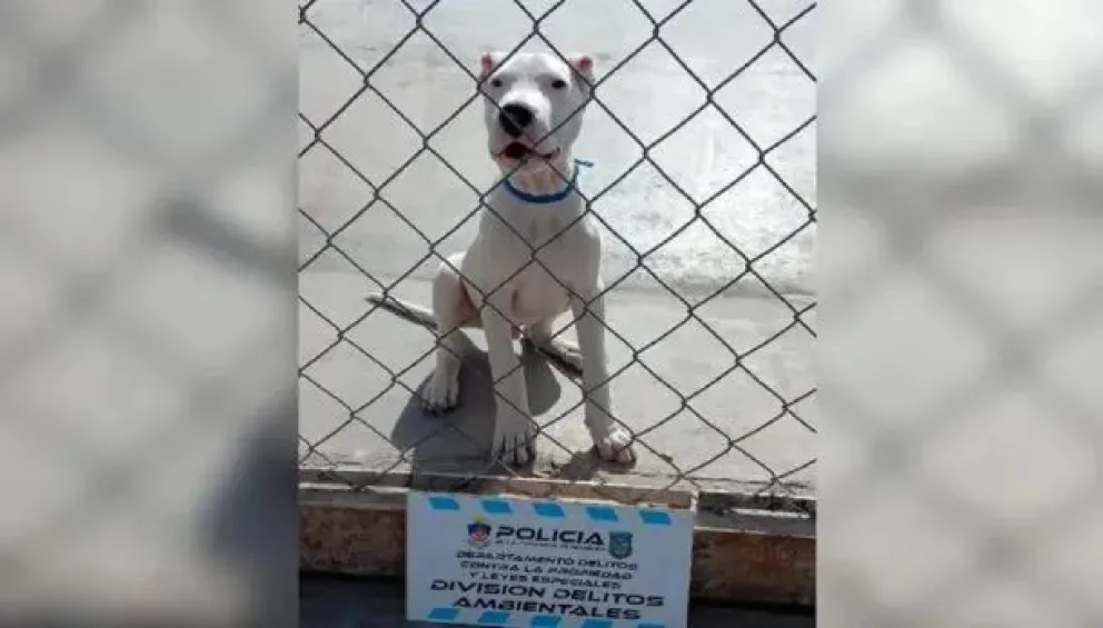 Denunciaron a un joven por maltratar a su perro, filmarlo y difundirlo por las redes sociales 