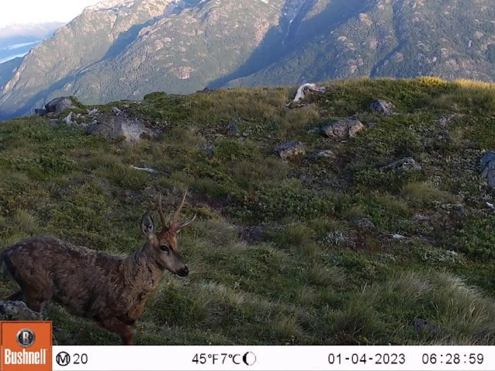 Capturan imágenes de huemules y pumas en su hábitat natural  