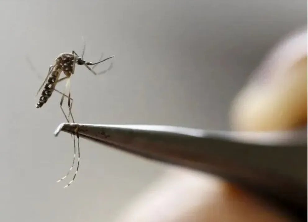 Confirmaron el primer caso autóctono de dengue en Mendoza
