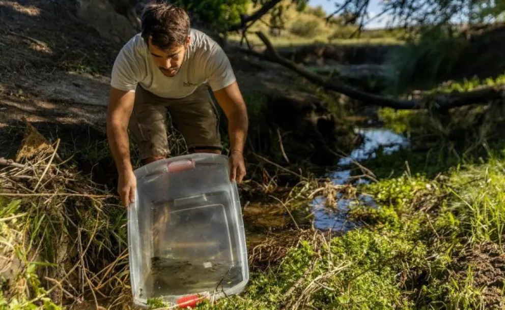Realizaron la tercera liberación de la ranita del Valcheta en su hábitat natural