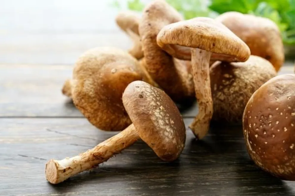 Capacitaciones en cultivo y recolección de hongos comestibles