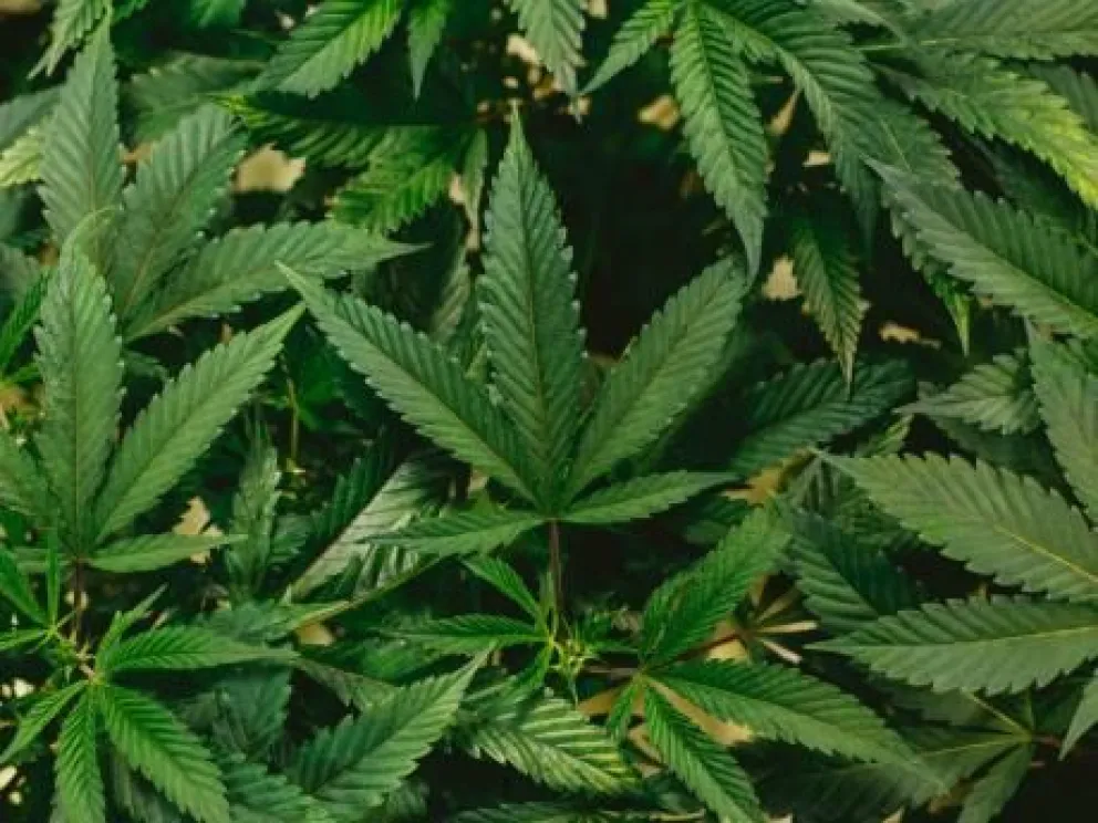 Los acusaron por cultivar y vender marihuana pero uno en la casa tenía permiso REPROCANN