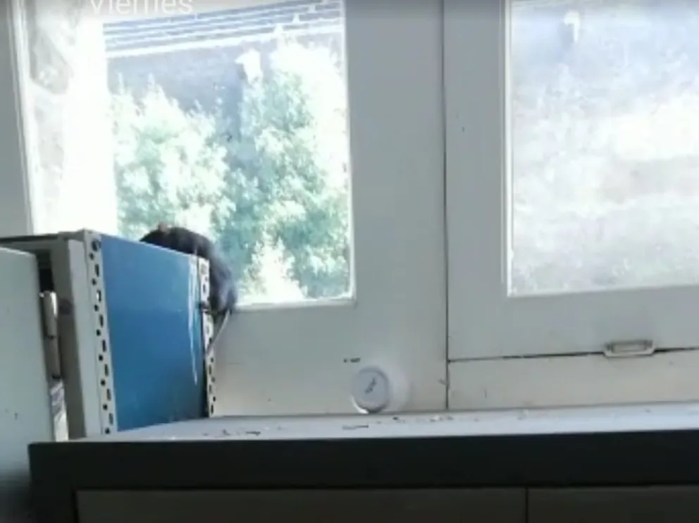 ¿Cuál es el protocolo a ejecutar ante la presencia de ratas en escuelas?