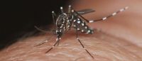 Se refuerzan acciones en el abordaje clínico y epidemiológico del dengue