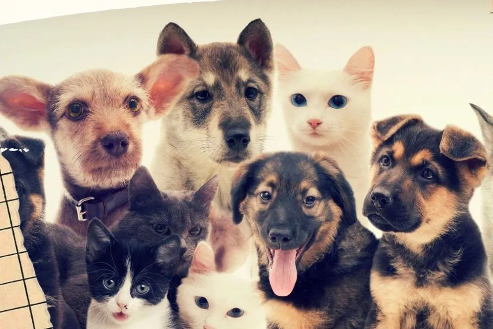 Sanidad Animal realiza un concurso de fotos de mascotas
