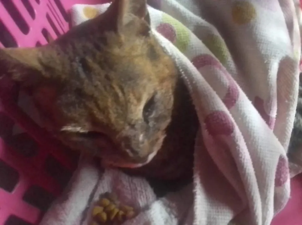 Piden ayuda para una gatita que sobrevivió al incendio en Virgen Misionera
