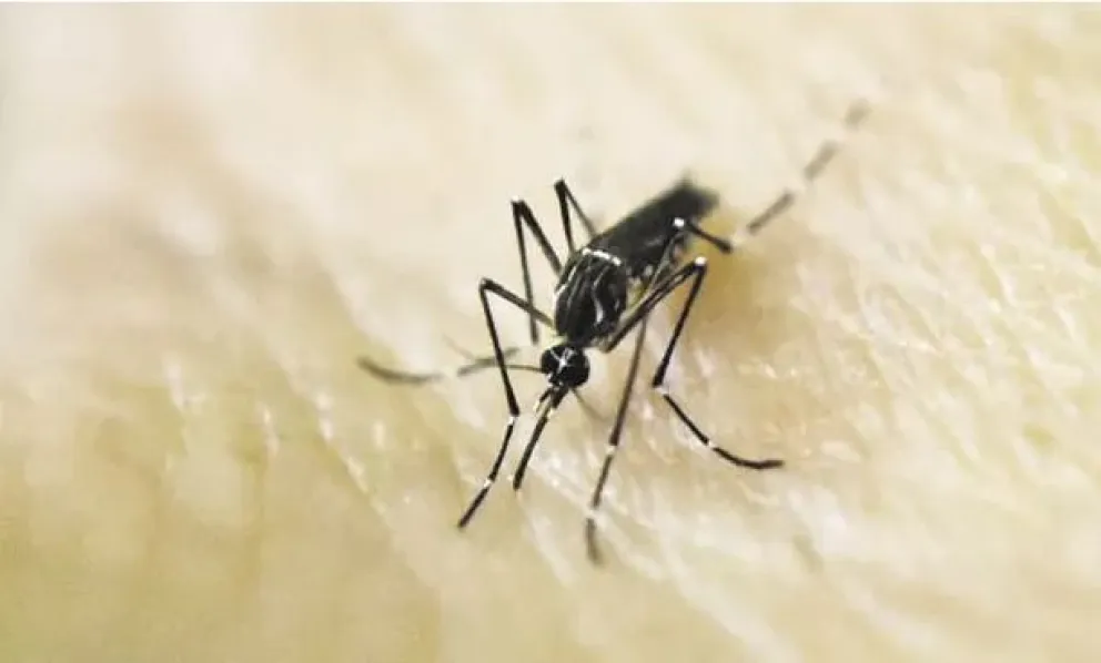 Especialistas afirman que la vacuna contra el dengue tiene una eficacia "muy buena"