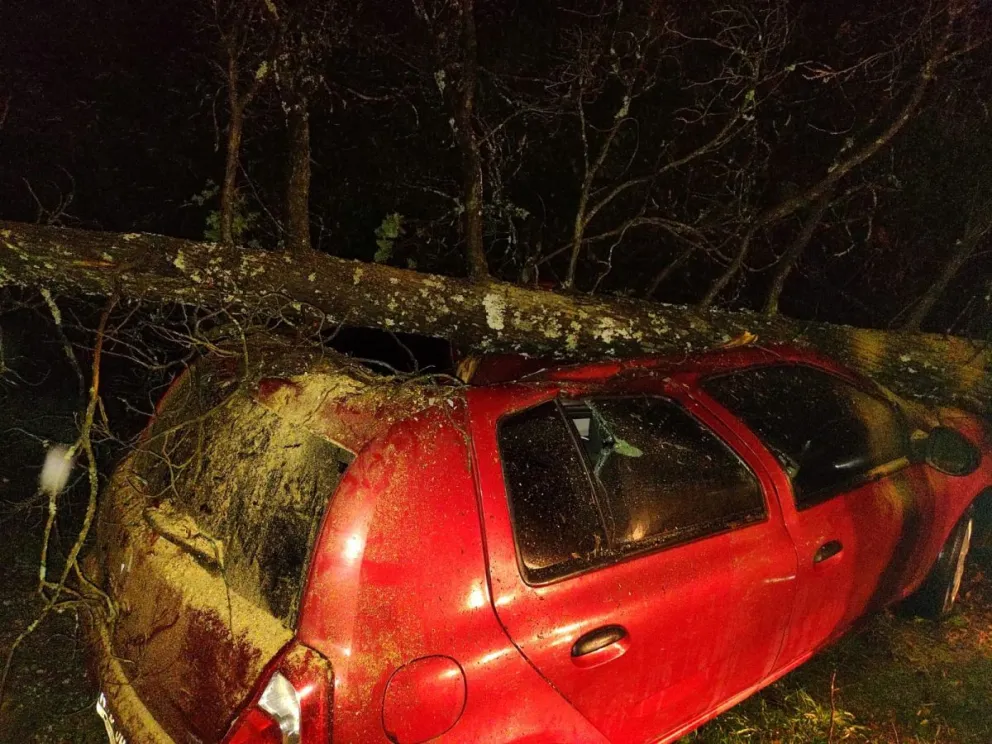 Un árbol se desplomó sobre un vehículo