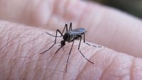 Buenas noticias: descienden los contagios de dengue en Argentina