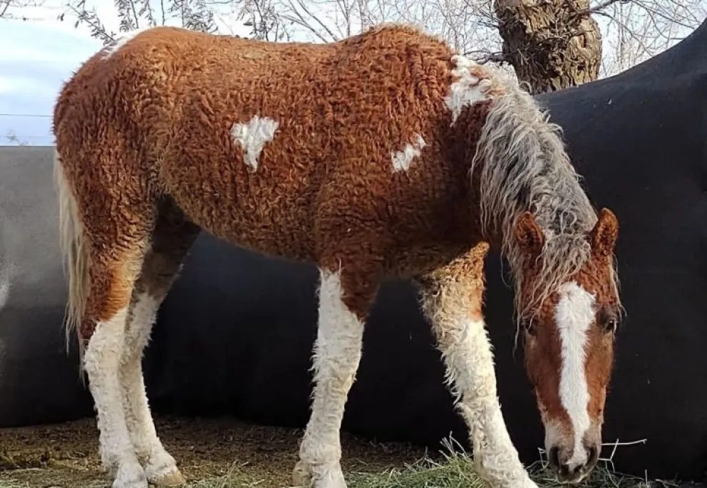 Viven en Río Negro unos caballos que se creían extintos