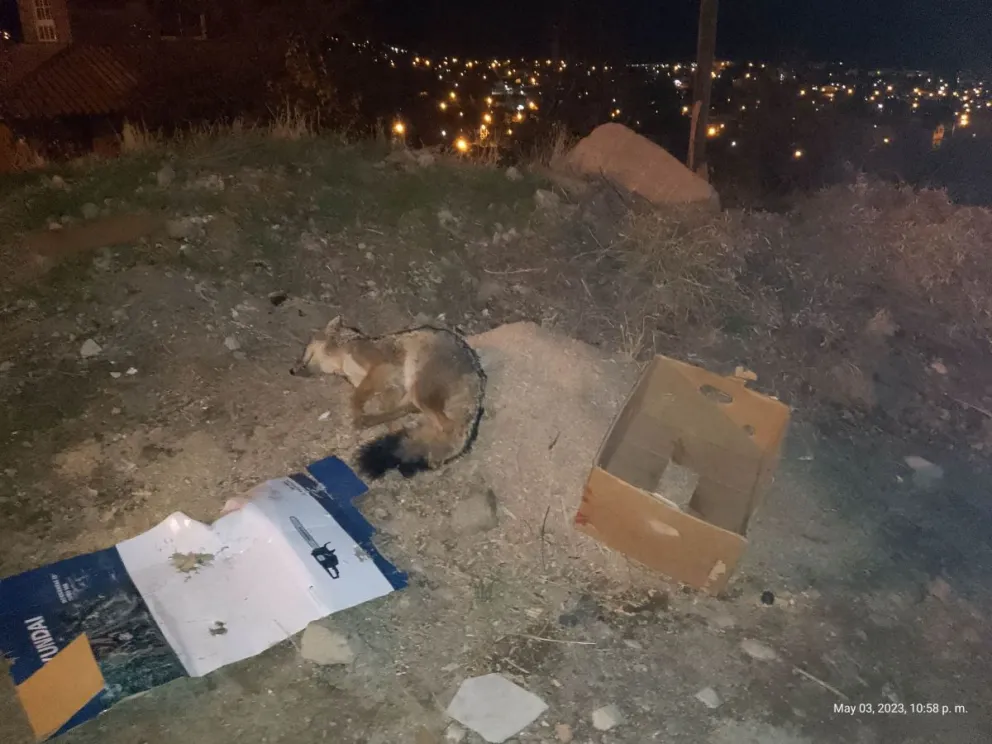 Preocupa la aparición de un zorro muerto en el barrio Mutisias 