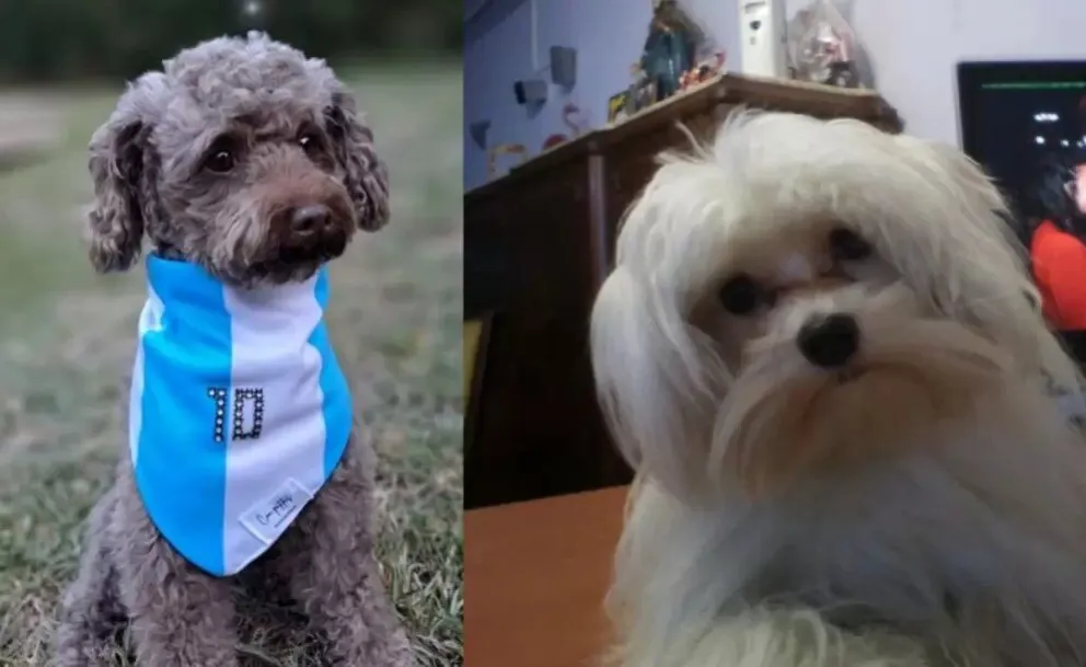 Trágico: llevó a su perro a la peluquería y se lo devolvieron al borde de la muerte