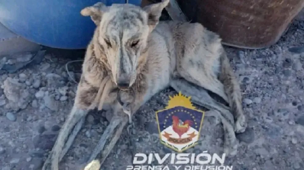 Una mujer quedó imputada por tener atado a su perro sin comida ni bebida 