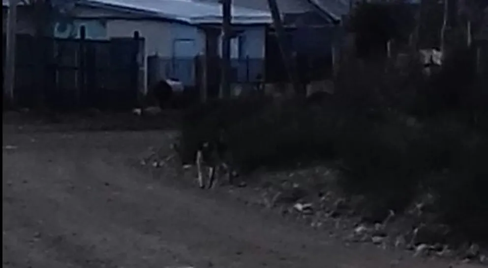 Continúan las denuncias por perros sueltos y mordeduras en El Frutillar