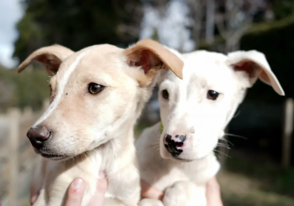 Perritos Bariloche: "Tener una mascota es una responsabilidad"