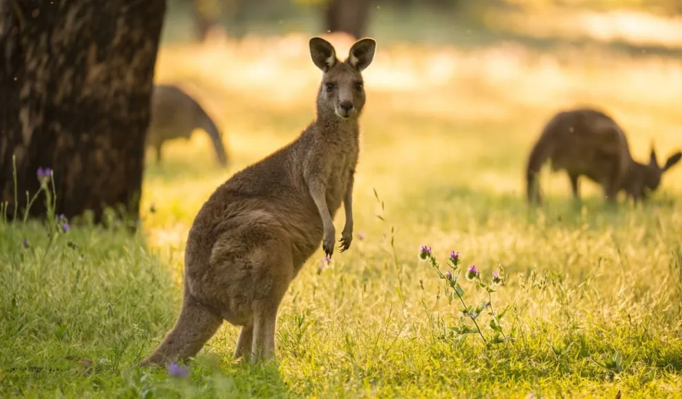 Australia: ecologistas proponen sacrificar canguros para evitar que mueran de hambre