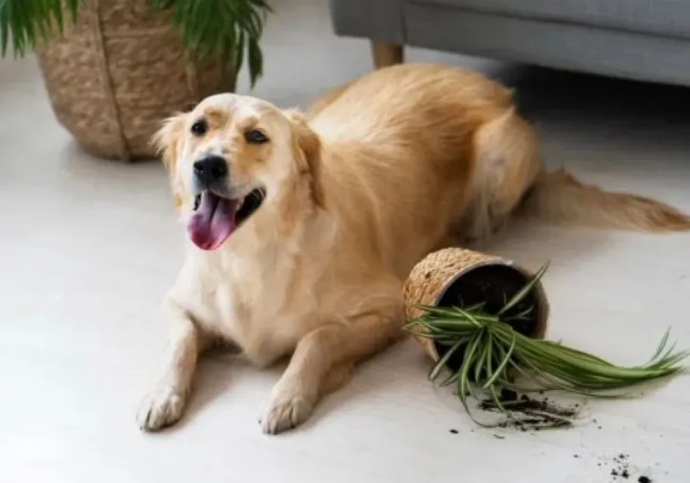 ¡Cuidado! Estas 8 plantas tóxicas pueden afectar la salud de perros y gatos
