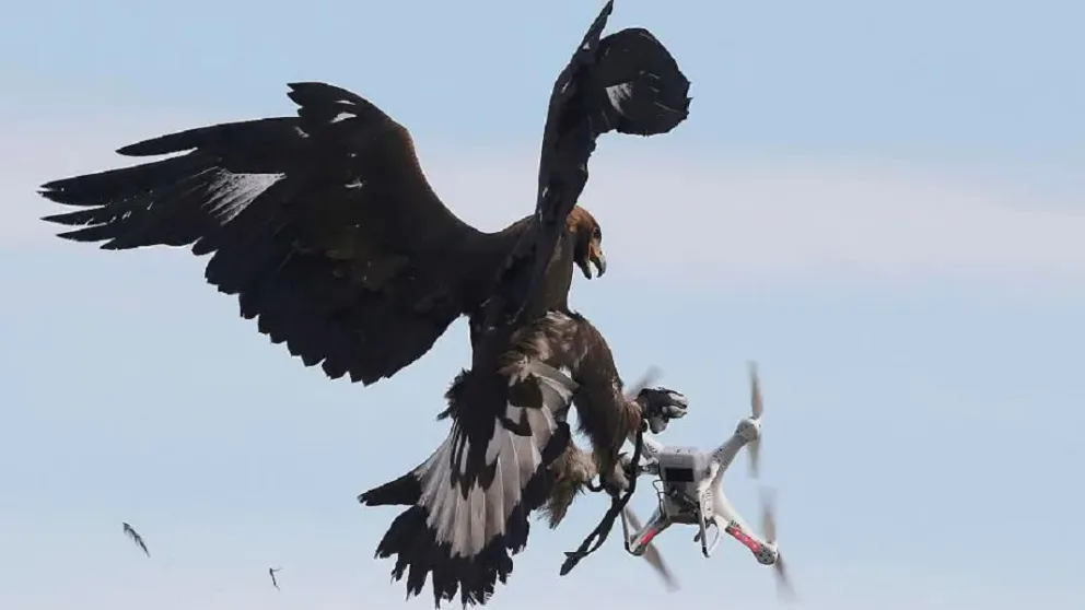 Invitan a participar de una charla sobre el impacto de los drones en la fauna local