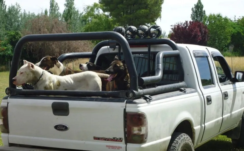Ya es oficial: prorrogaron la caza de jabalíes con perros y su prohibición se debatirá el año que viene