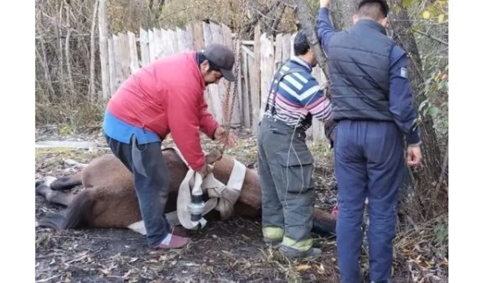 Bomberos auxiliaron a una yegua acalambrada en barrio Los Hornos
