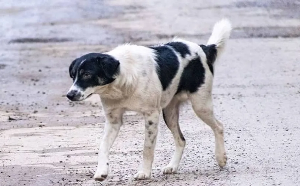 Indignante: mató a cintazos al perro de una estación de servicio