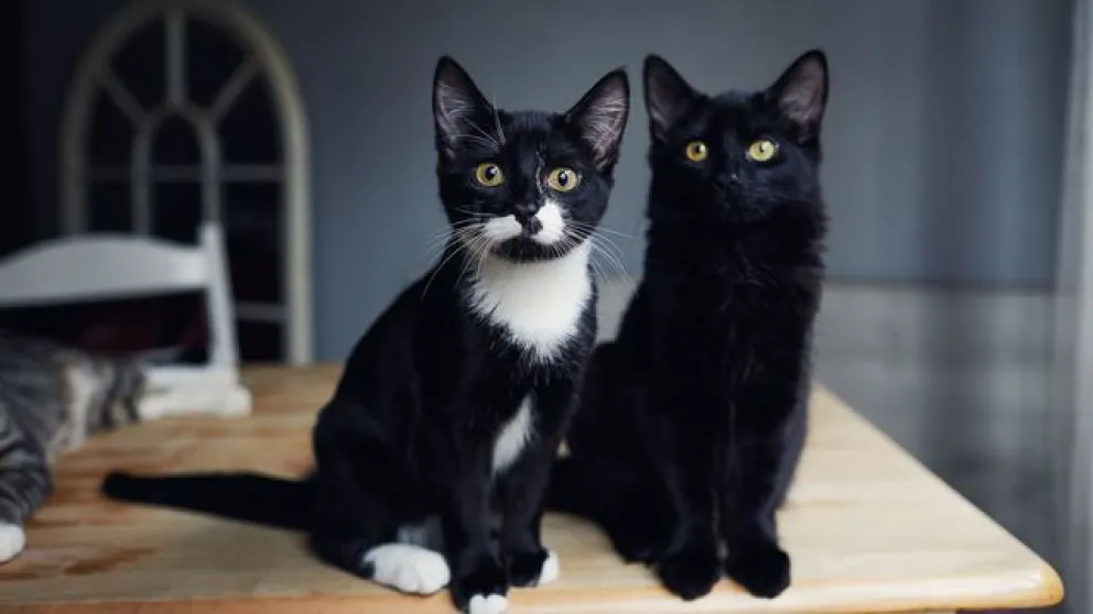 Cuáles son las conductas más comunes de los gatos “desobedientes” y cómo modificarlas