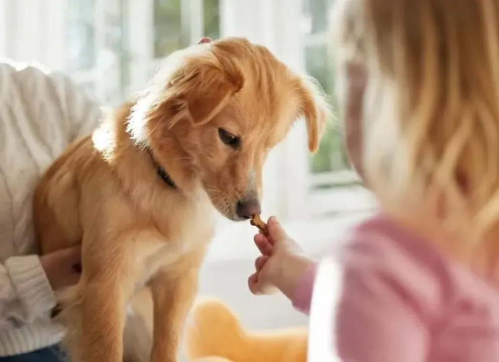 Estos son los 10 mitos más famosos sobre los perros que seguro no sabías 