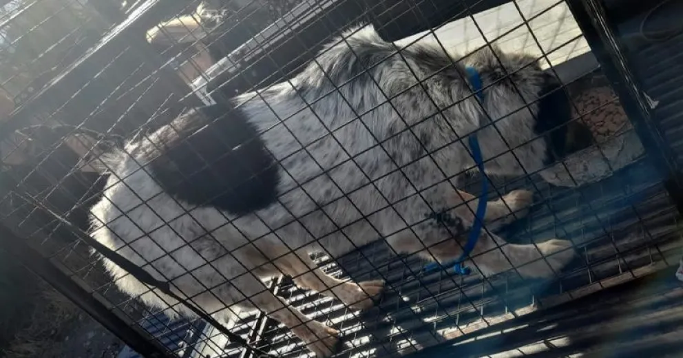 La perra que mordió al nene fue llevada a Sanidad Animal para ser evaluada