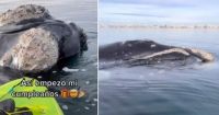 Video: se filmaron remando al lado de ballenas en Puerto Madryn y Prefectura les inició un sumario