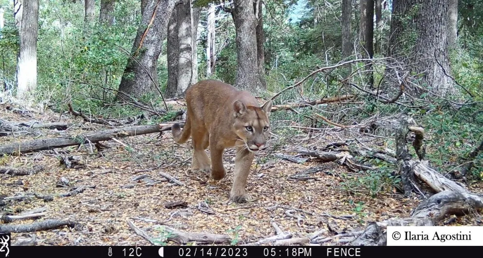 Con cámaras trampa captaron diversa actividad animal en los bosques del Parque