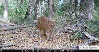 Con cámaras trampa captaron diversa actividad animal en los bosques del Parque