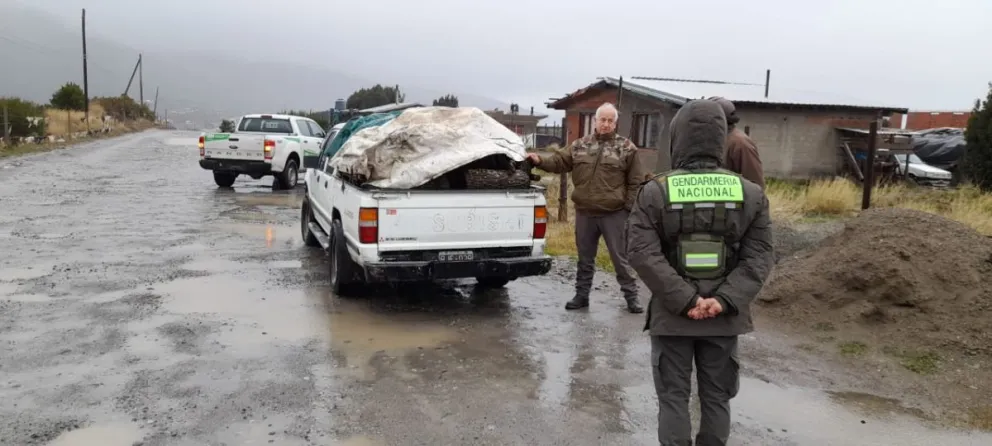 Gendarmería decomisó 1500 kilos de leña nativa transportada de forma ilegal 